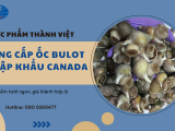 Ốc Bulot Tại HCM – Ốc Bulot Nhập Khẩu Canada Giá Hợp Lí