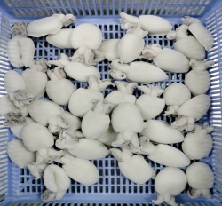 MỰC NÚT NGUYÊN CON LÀM SẠCH SIZE 20/40