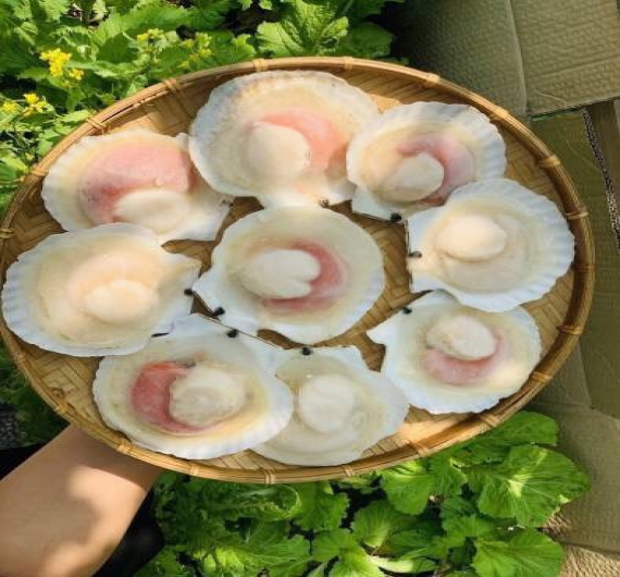 CÒI SÒ ĐIỆP  NỮA  MẢNH