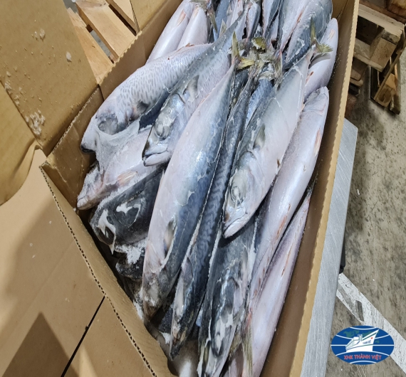 CÁ SABA  NHẬT (JAPAN) THÙNG 10KG SIZE 200-300