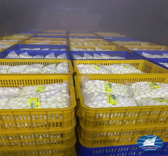 TRỨNG CÚT ĂN LIỀN CÁC LOẠI 30-50-100 TRỨNG/ TÚI