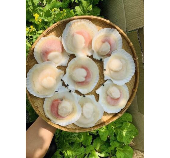 SÒ ĐIỆP  NỮA  MẢNH SIZE 9-12 con / kg 