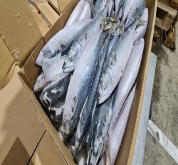 CÁ SABA  NHẬT (JAPAN) THÙNG 10KG SIZE 200-300