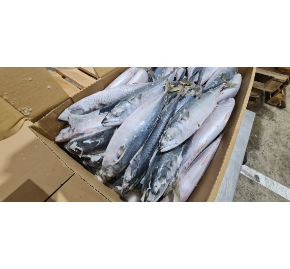 CÁ SABA  NHẬT (JAPAN) THÙNG 10KG SIZE 200-300