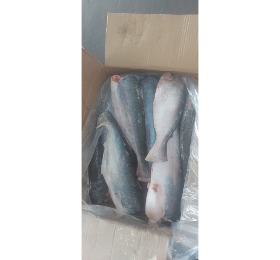 CÁ BASA CẮT KHÚC ĐÔNG LẠNH